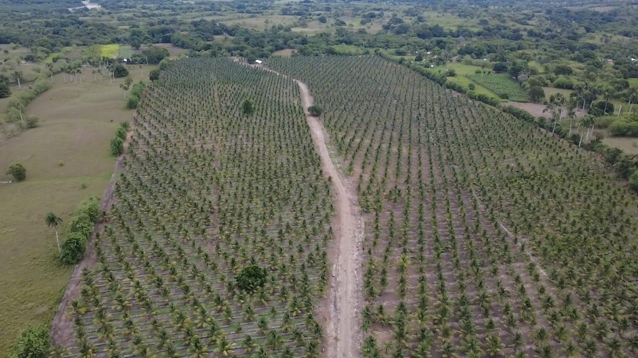 Aerial view of the coconut plantation